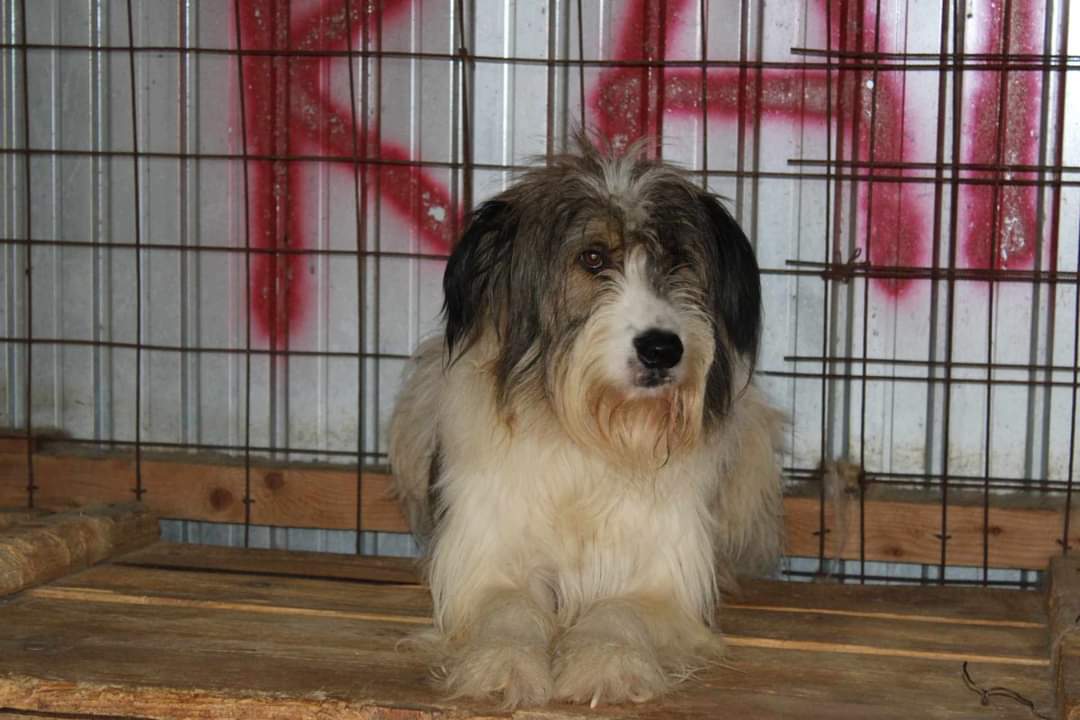 Rocky, wartet auf sein Glück
