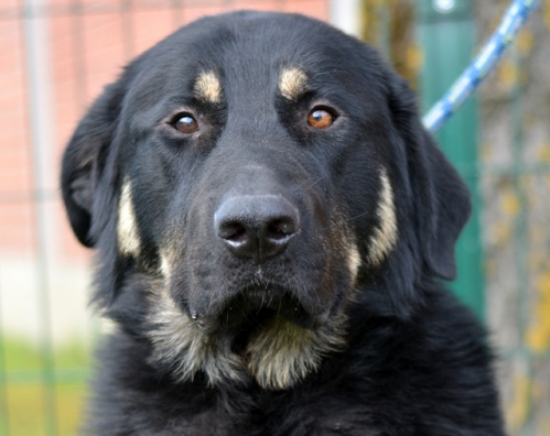 HECTOR