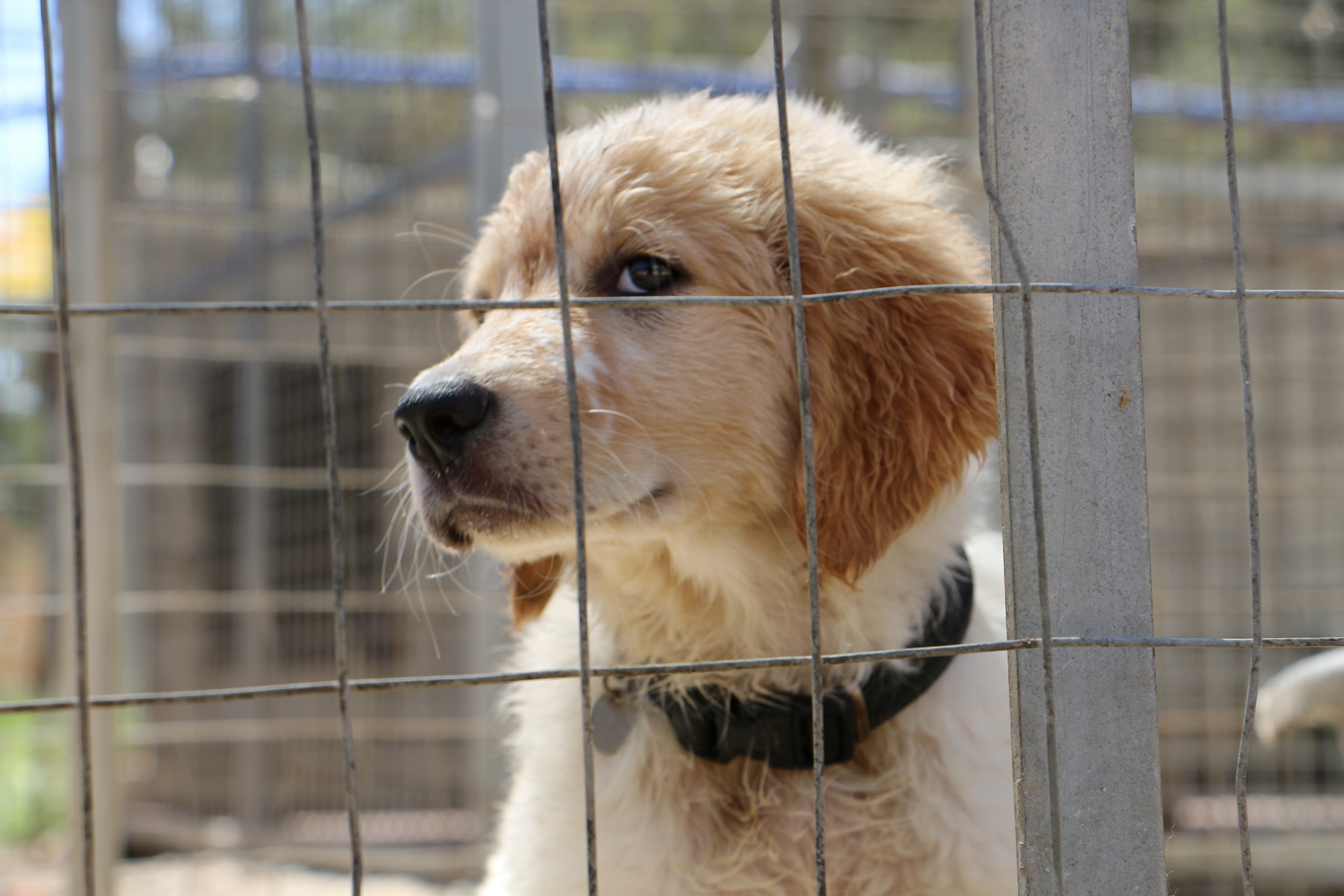 SardinienHunde e.V.
