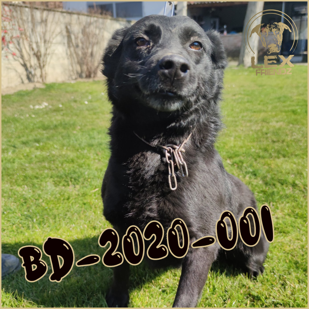 BD-2020-001