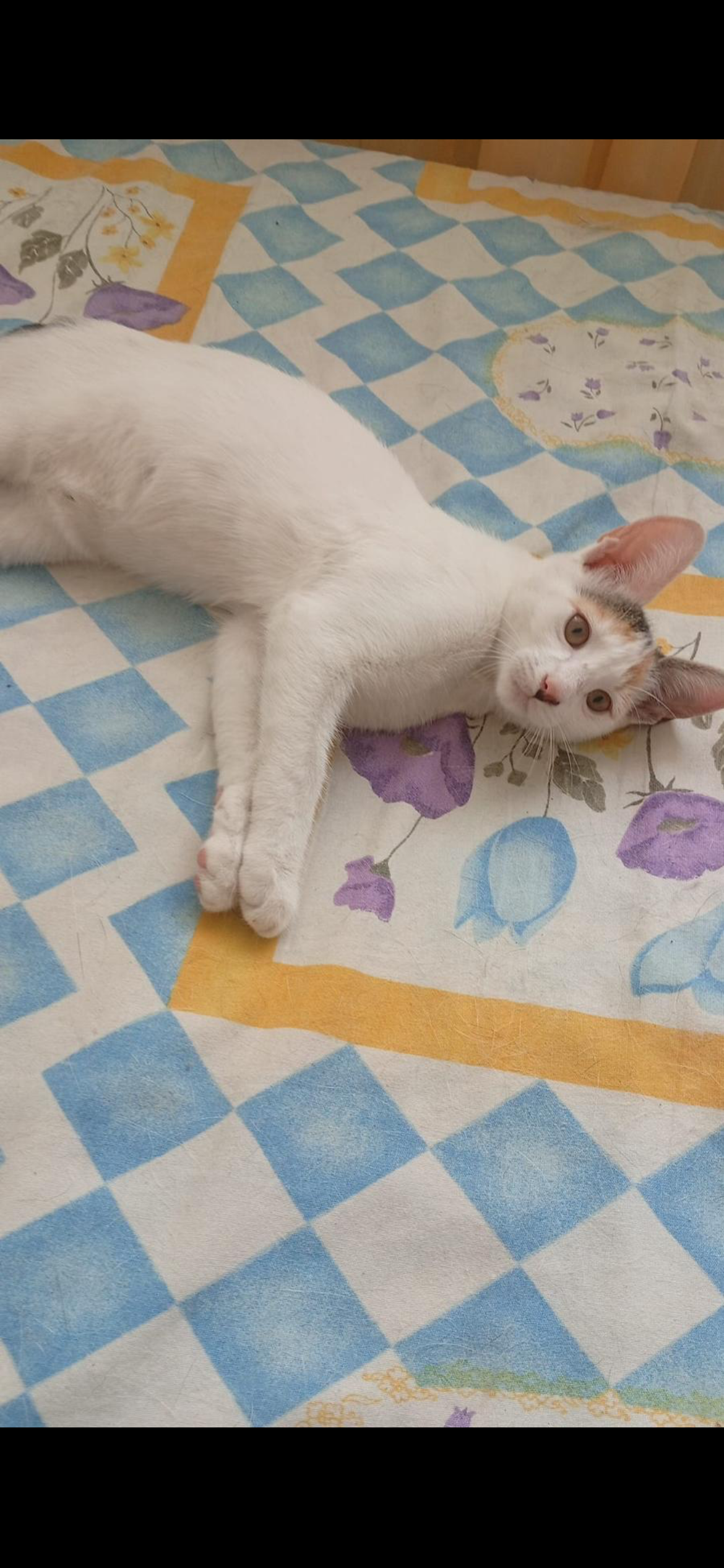 Melba