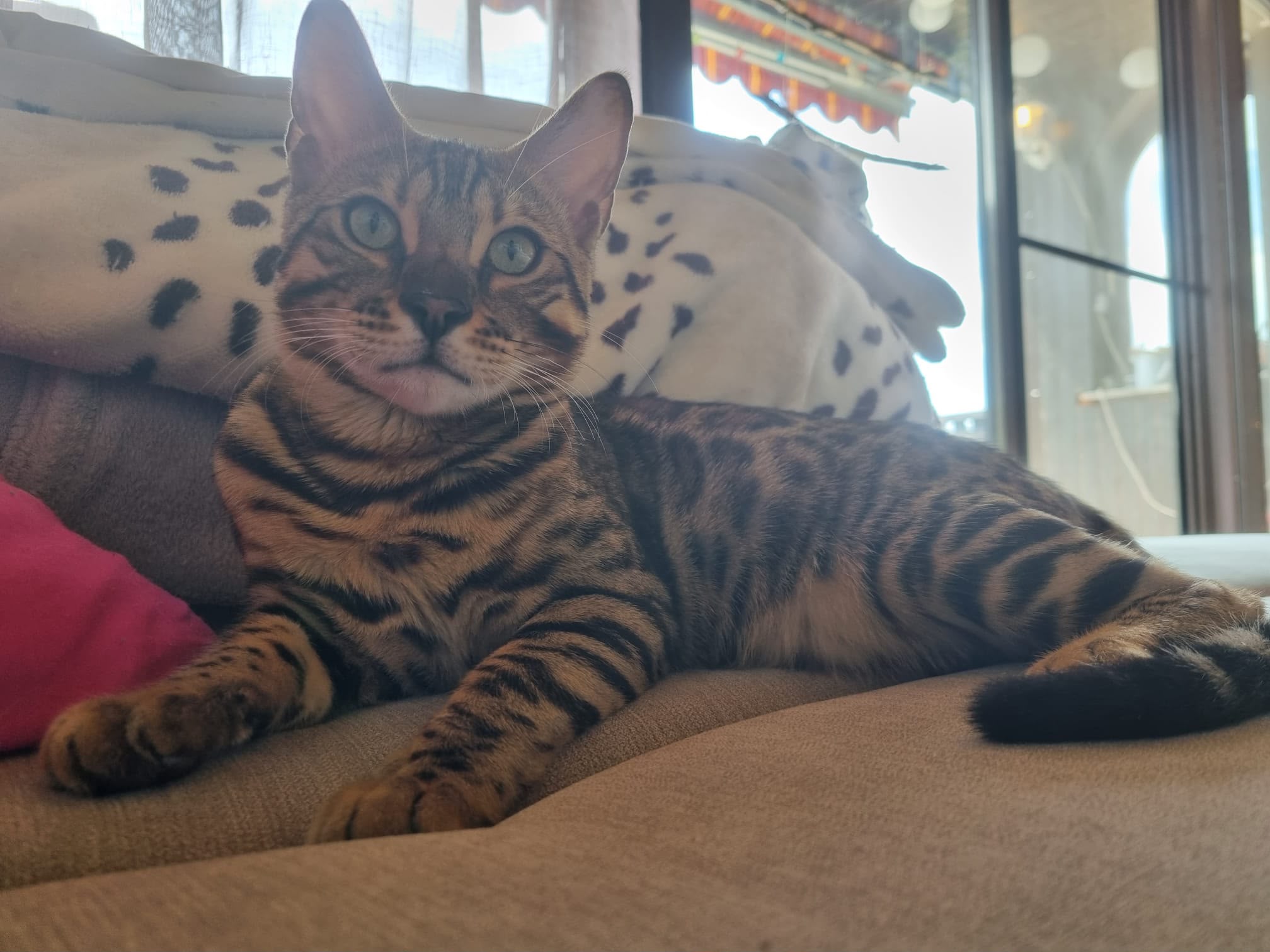 Anton