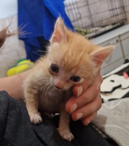 Katzenjunge GIZMO