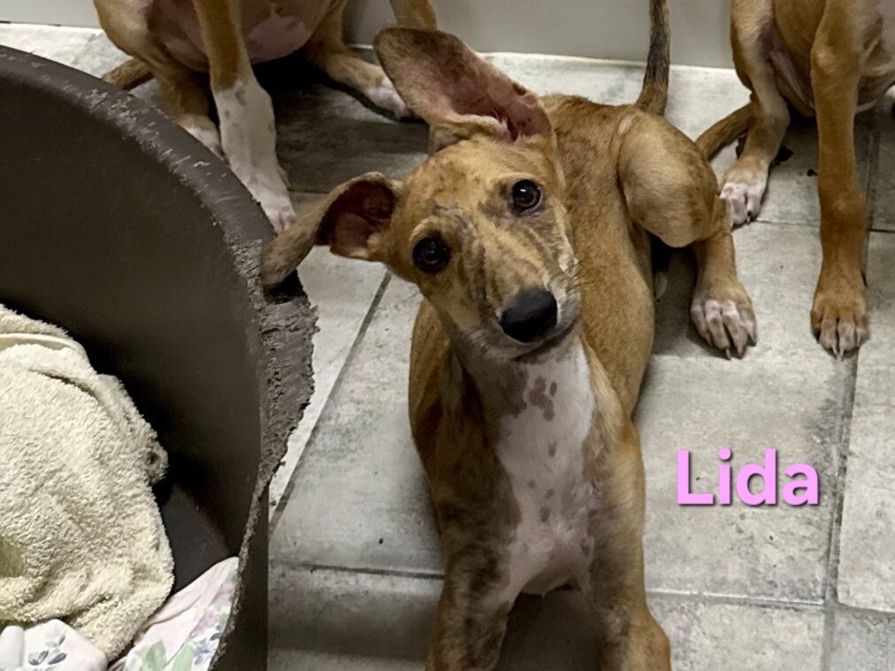 Lida