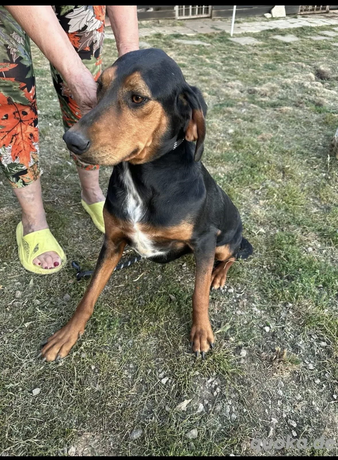 Soraya 5/23 sucht Körbchen
