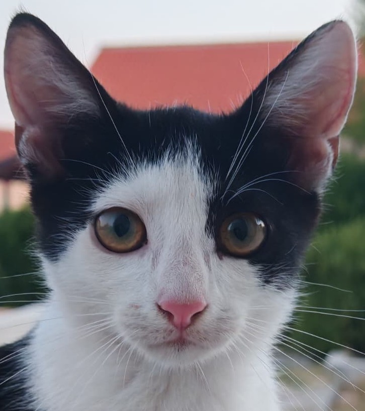 Merlin
