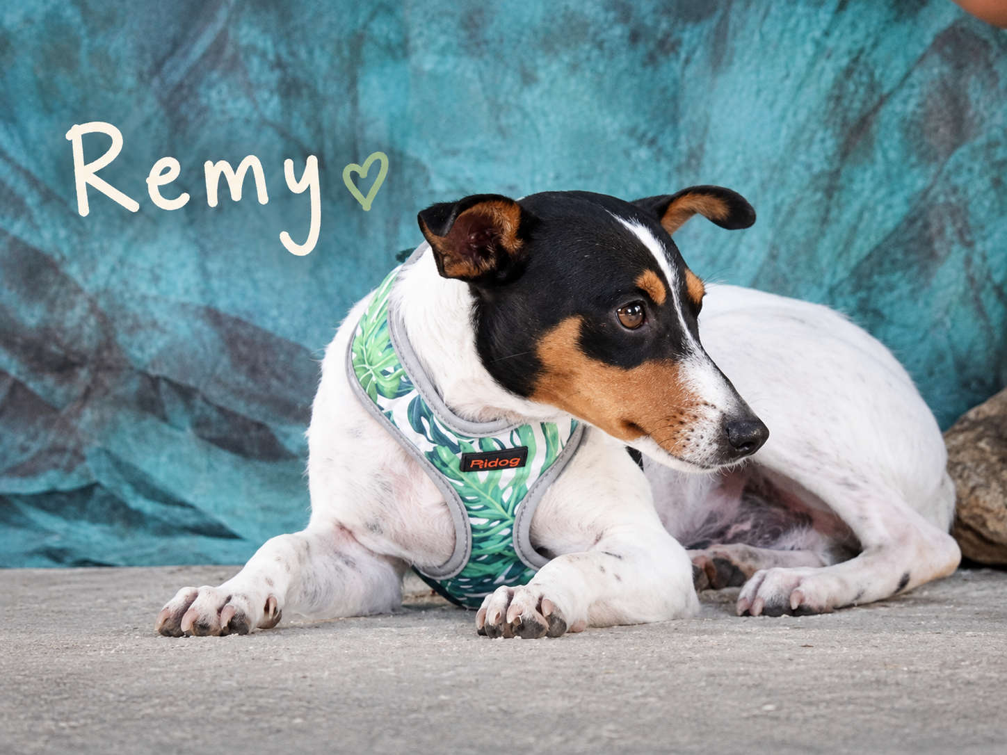 Remy sucht Geborgenheit