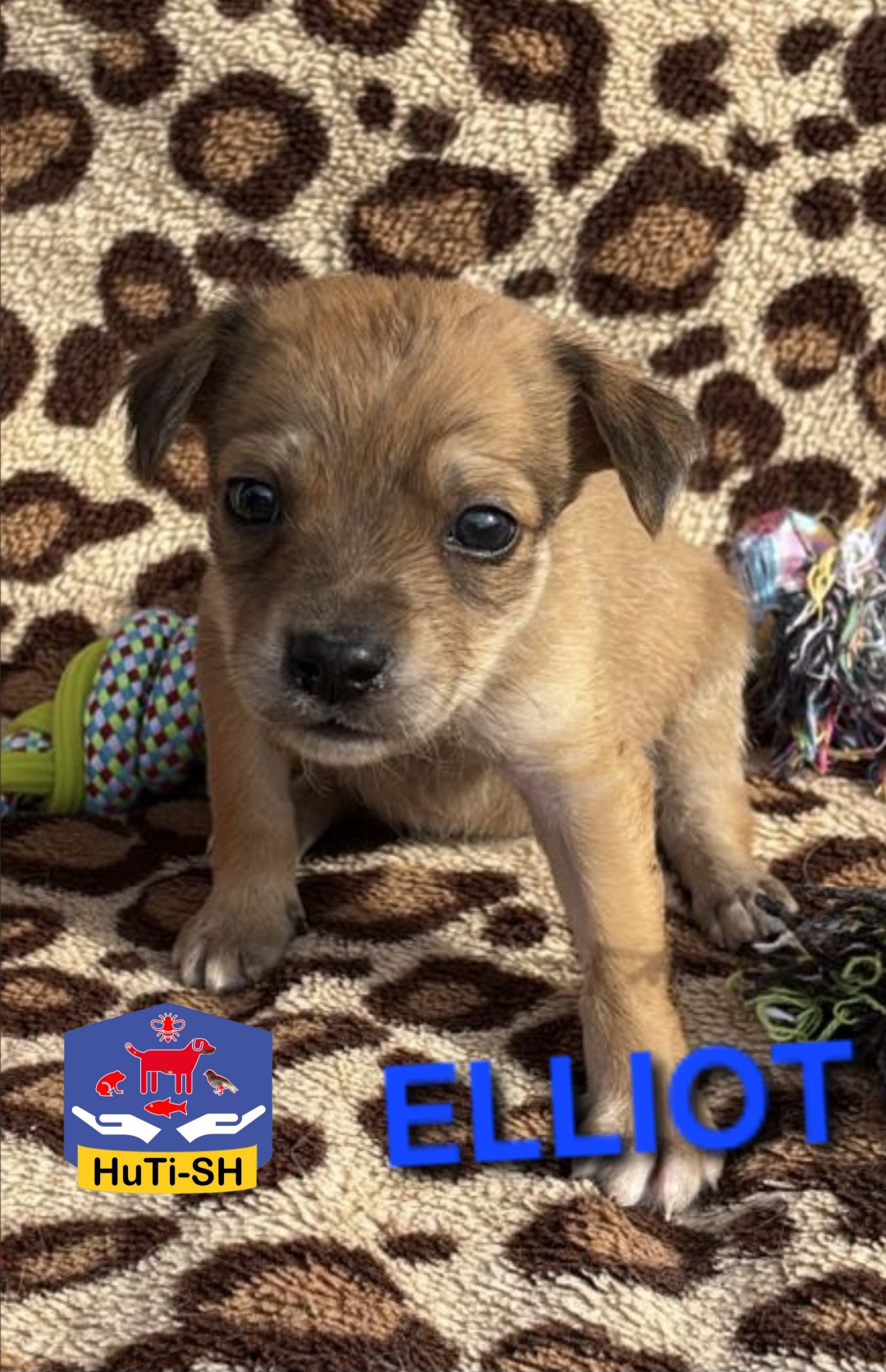ELLIOT