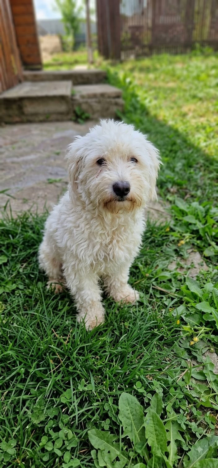 Archie
