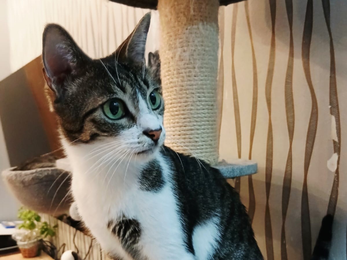 🐱 Schmusetiger Alexa-Alya 🐱