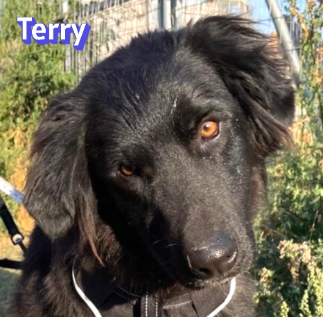 Terry