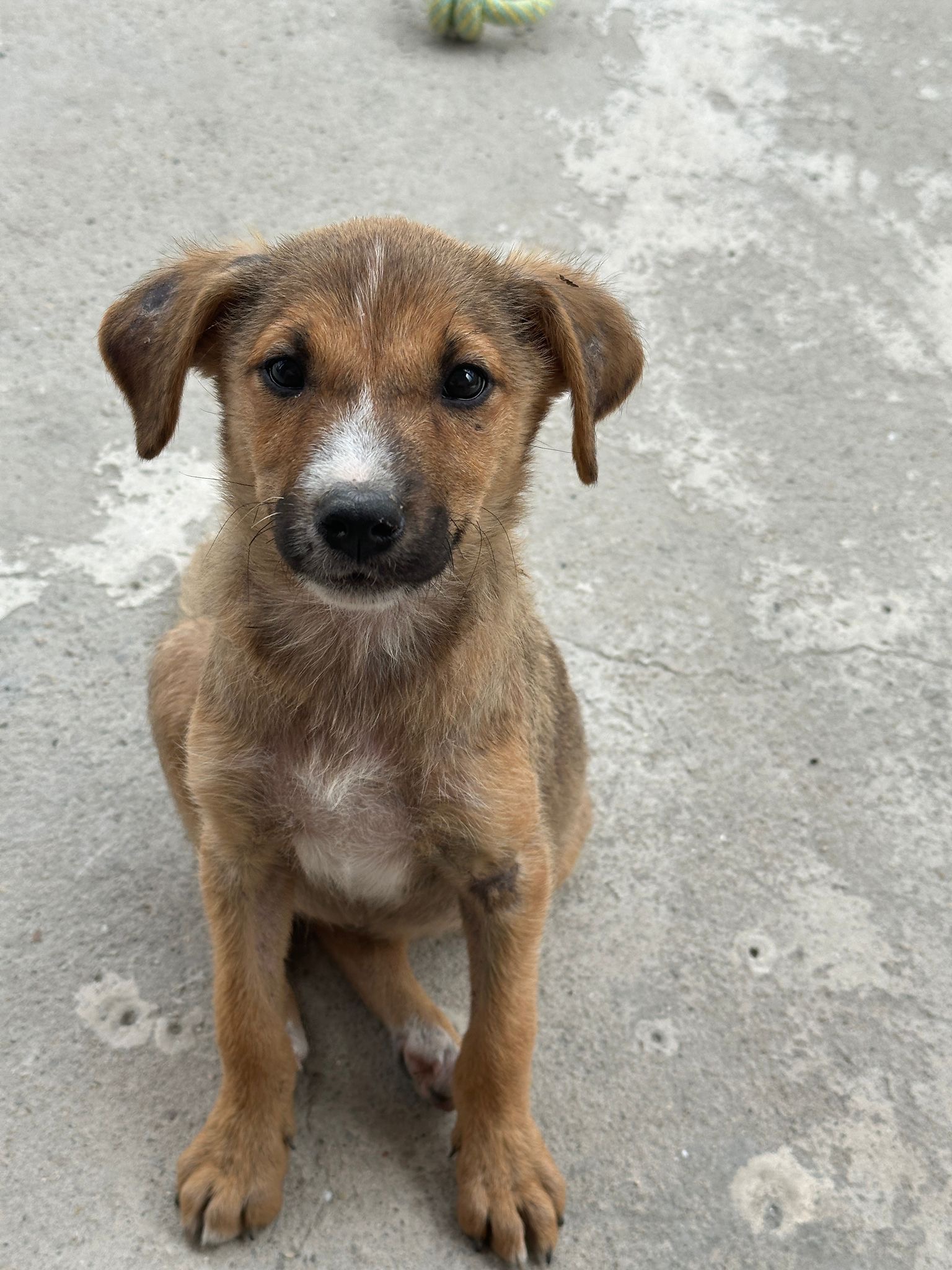 Bambi 🐾🐕
