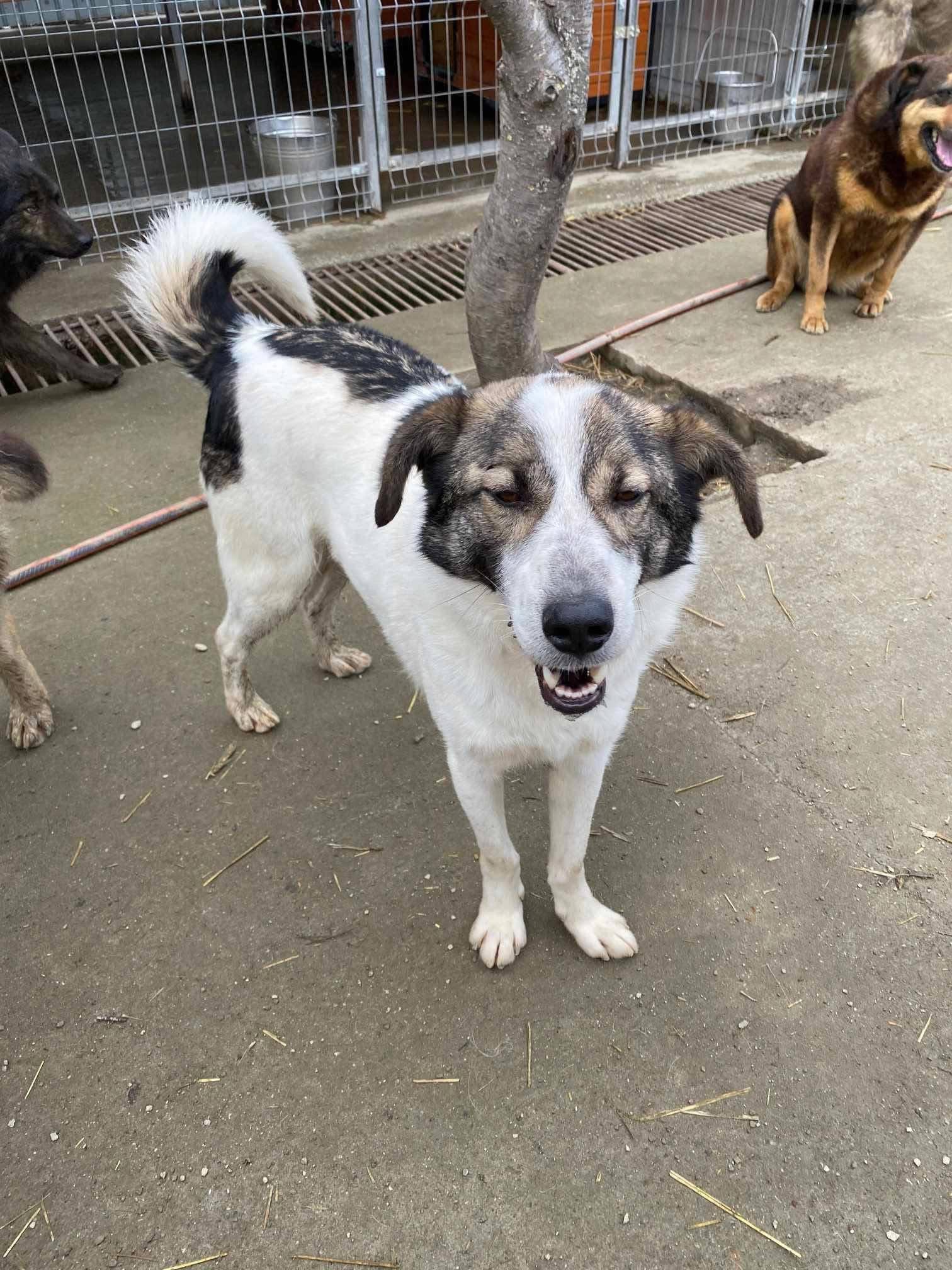 Shardul 🐾🐕