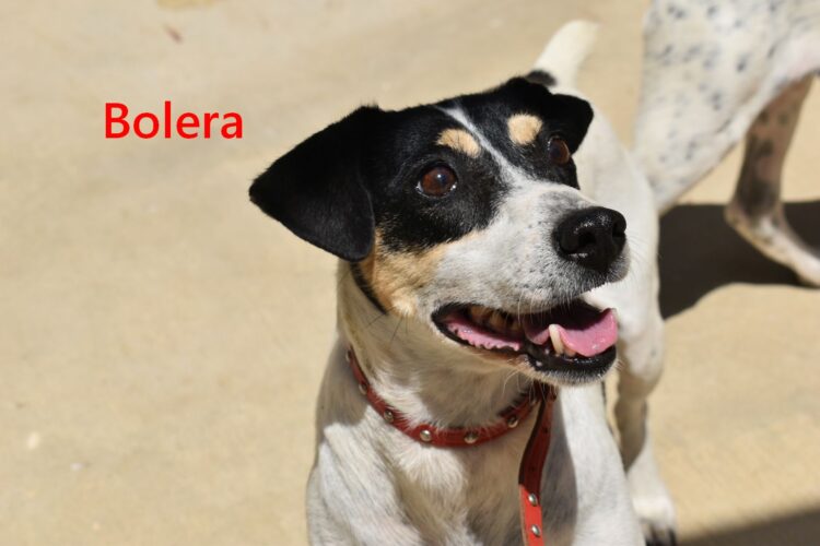 Bolera