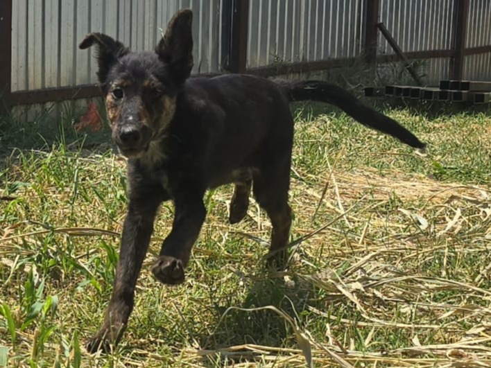 Isabeau