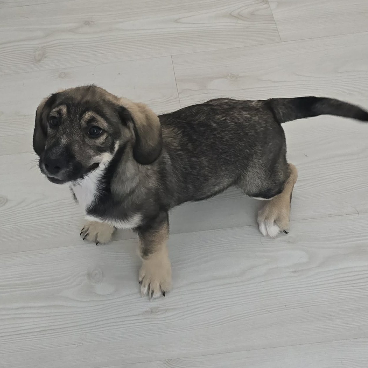 Taro