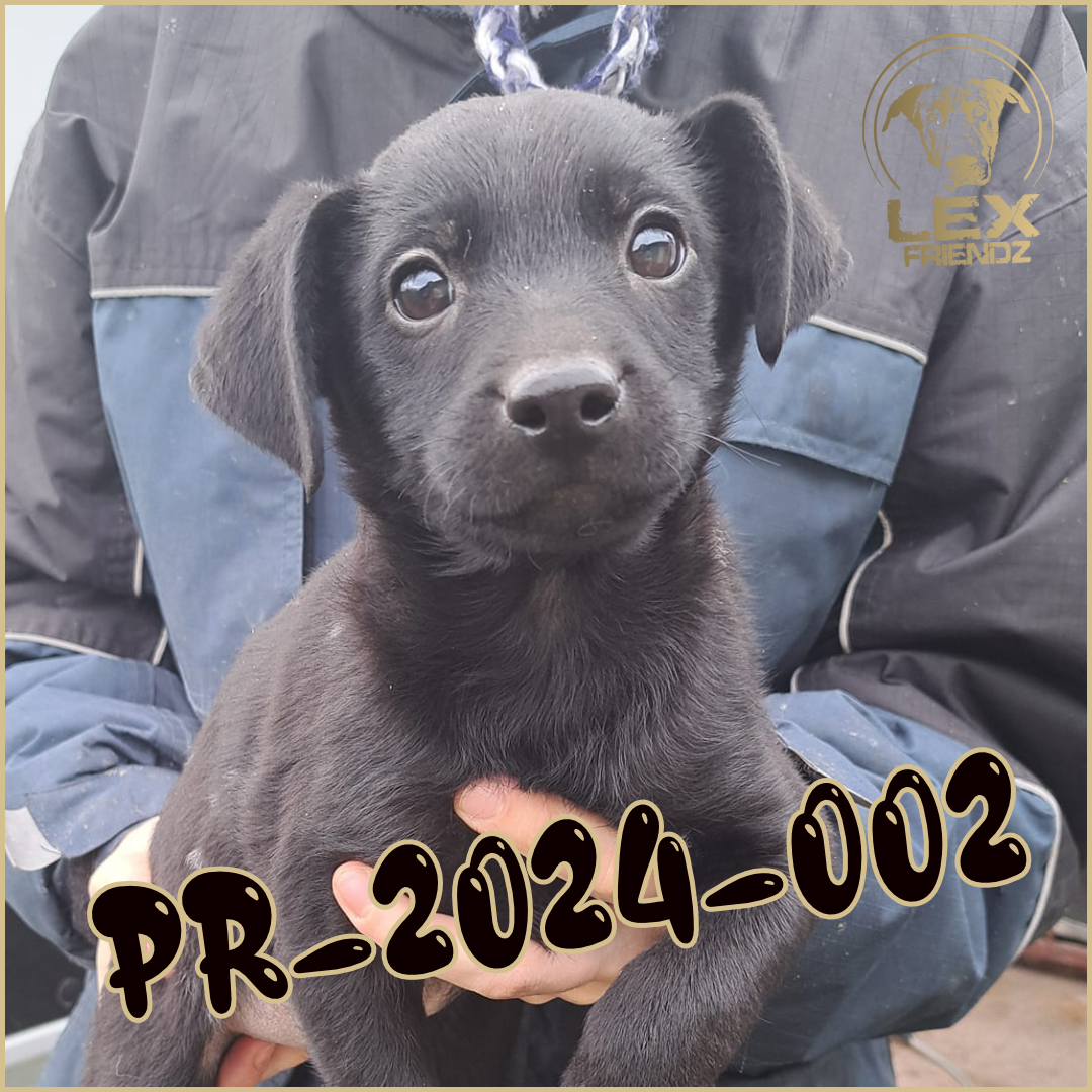 PR-2024-002