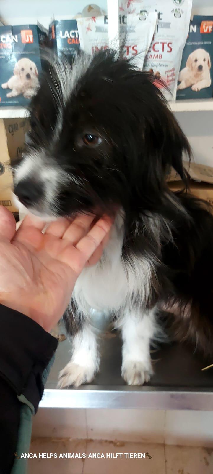 Oscar