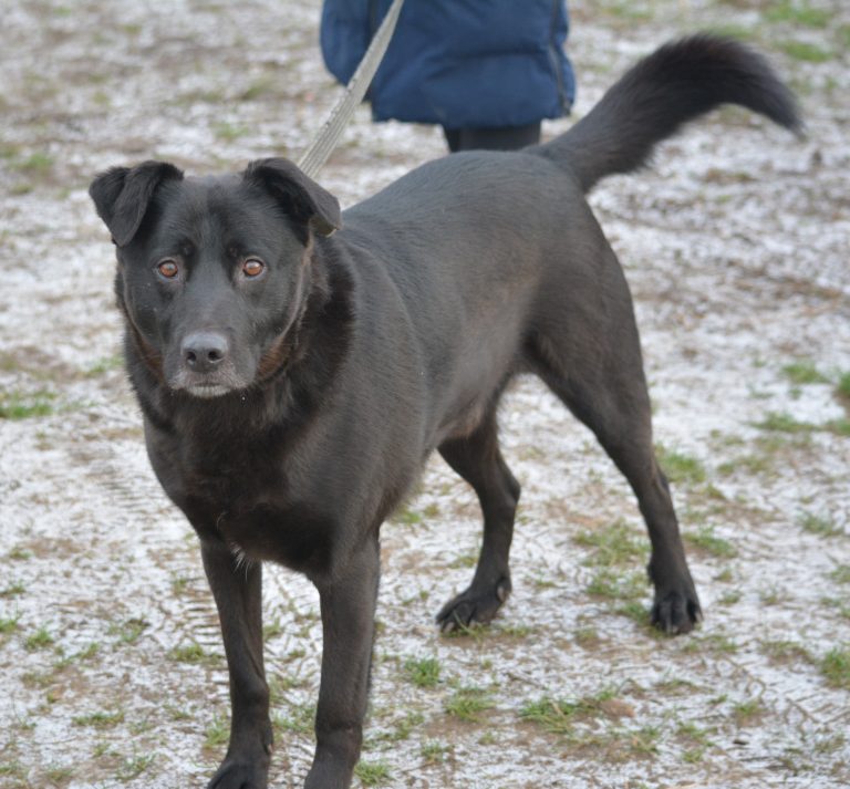 Labrador Mischling „Kefir“