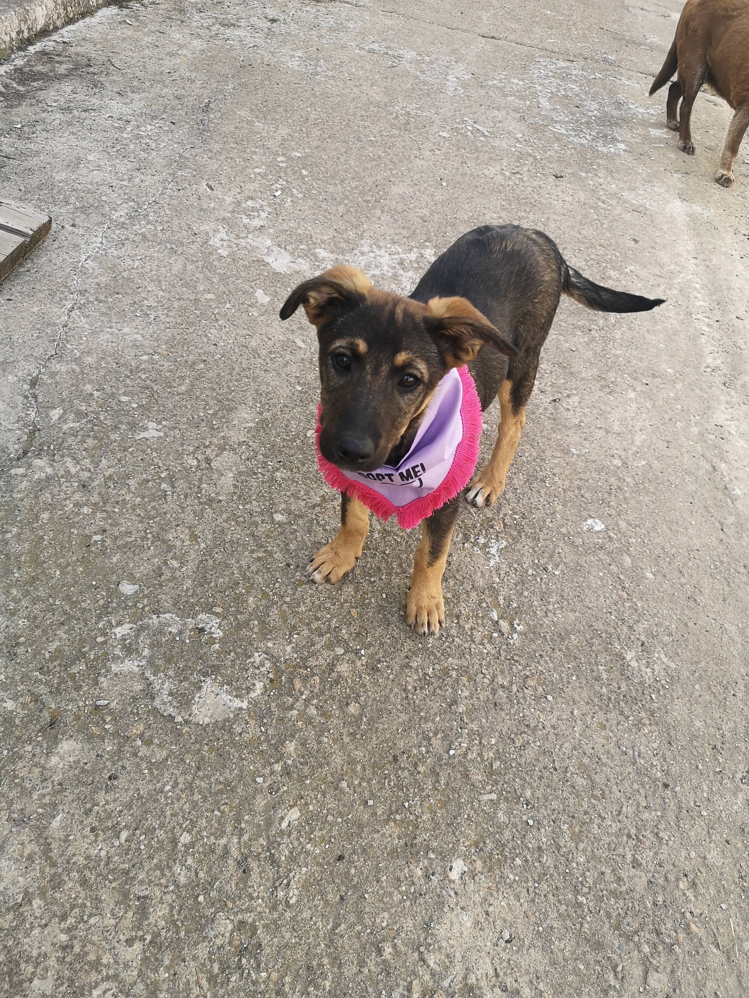 Maggie