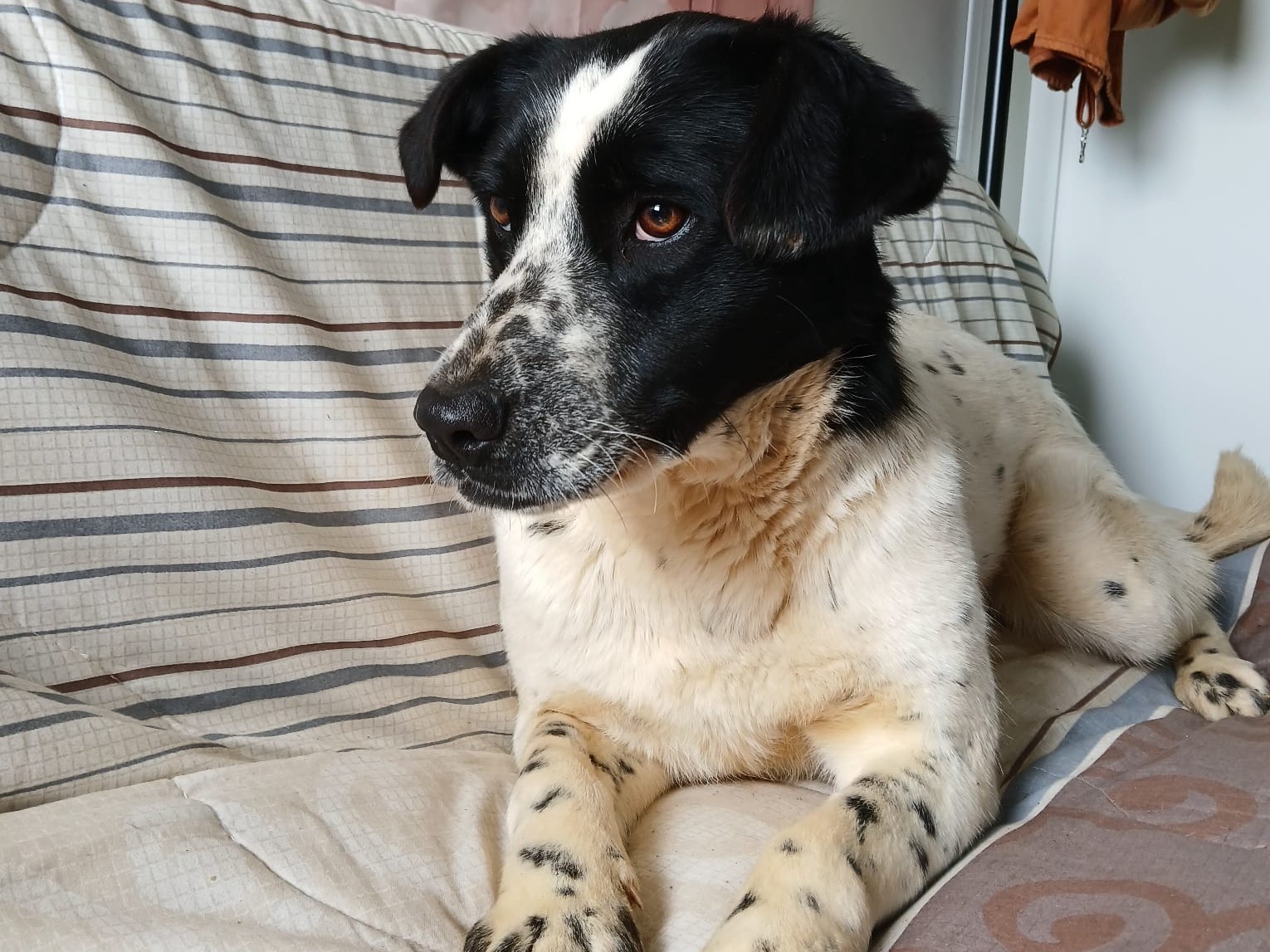 💞Lucy-Hundeküsse Inklusive💞