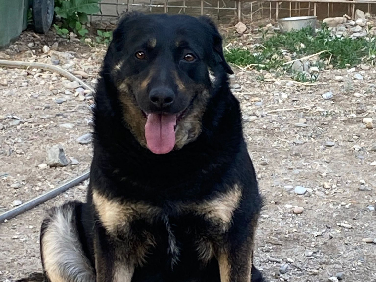 🆘Lana – tapfere Hundemama🆘
