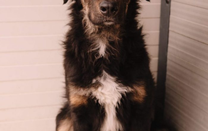 Hütehund Mix Sivi
