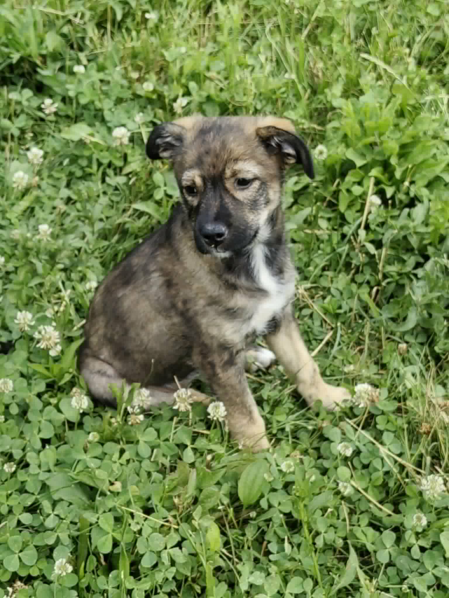 Kira