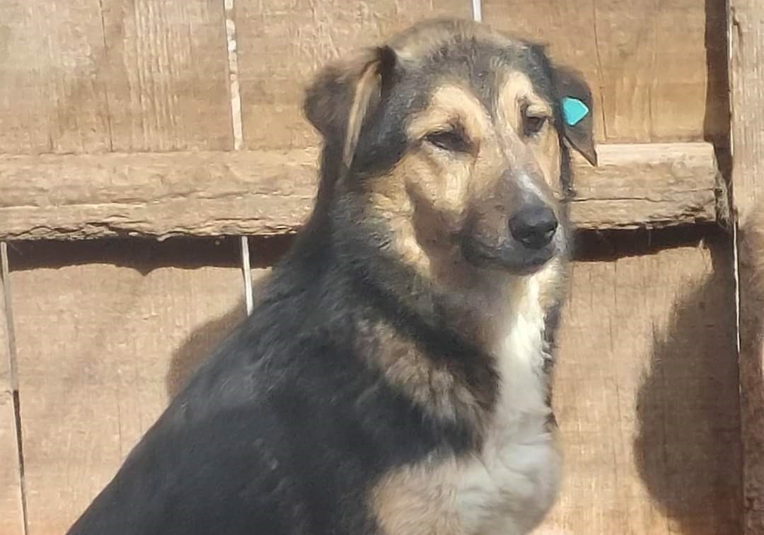 Randy, Schäferhund-Mix