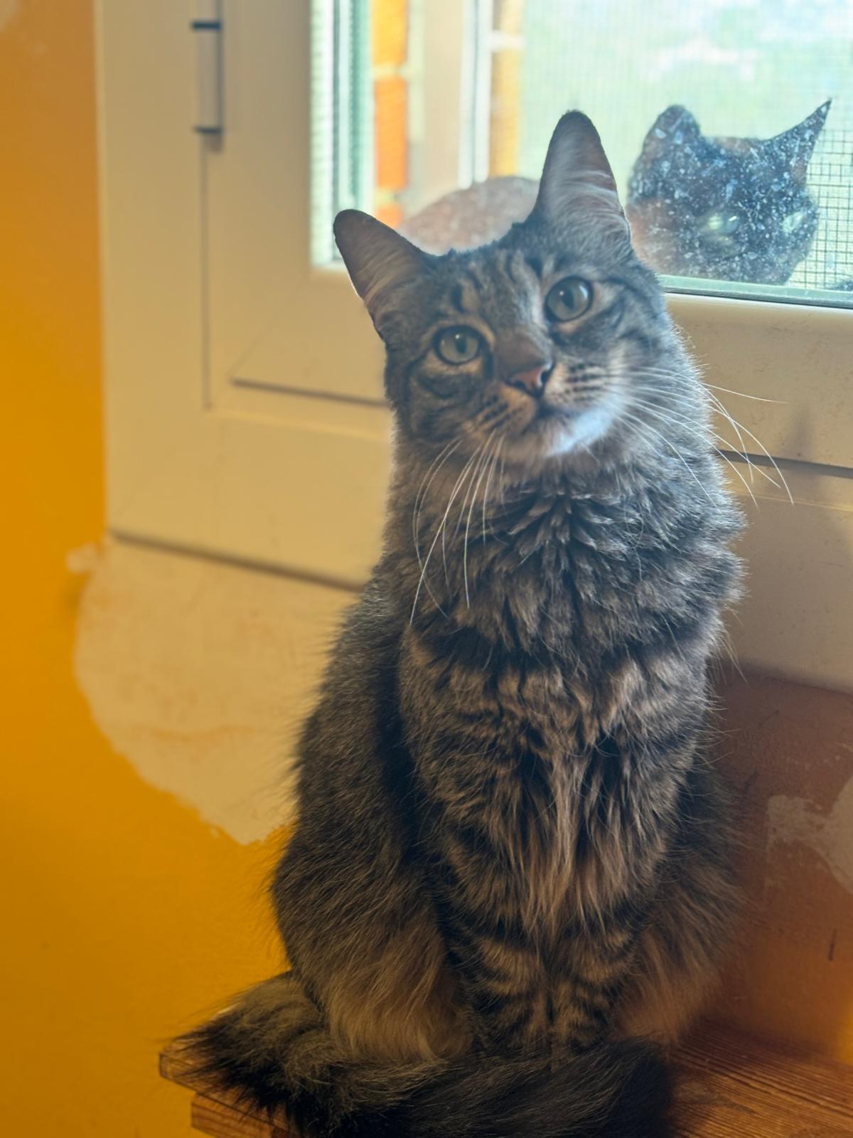 Kitty