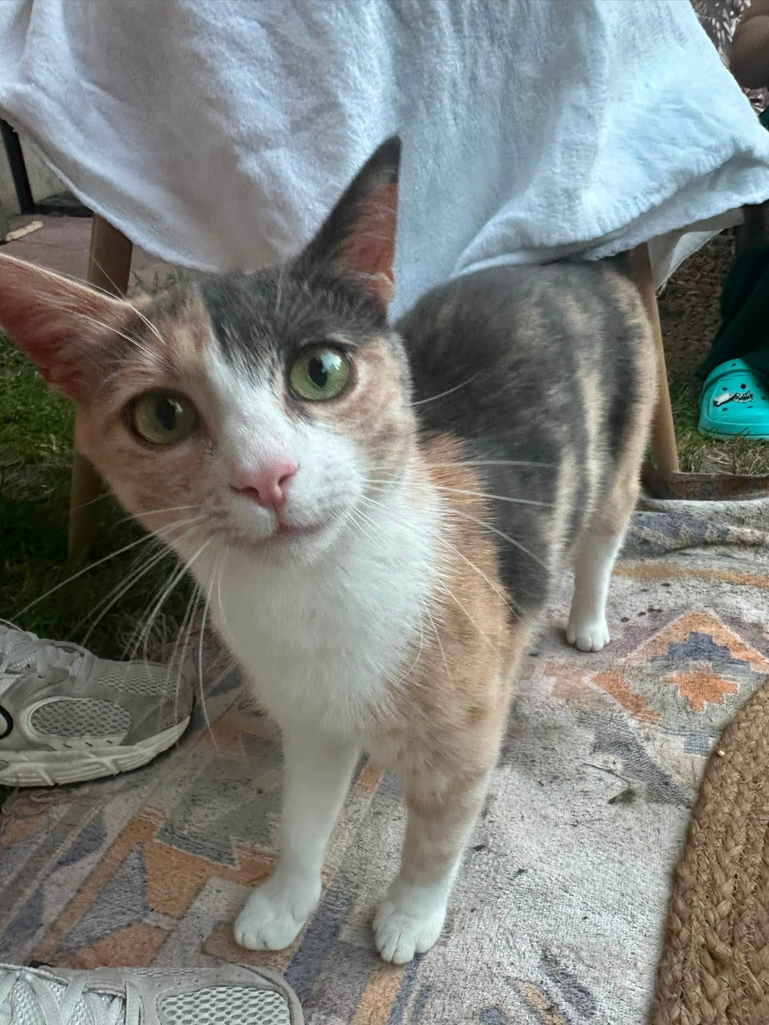 Sonja