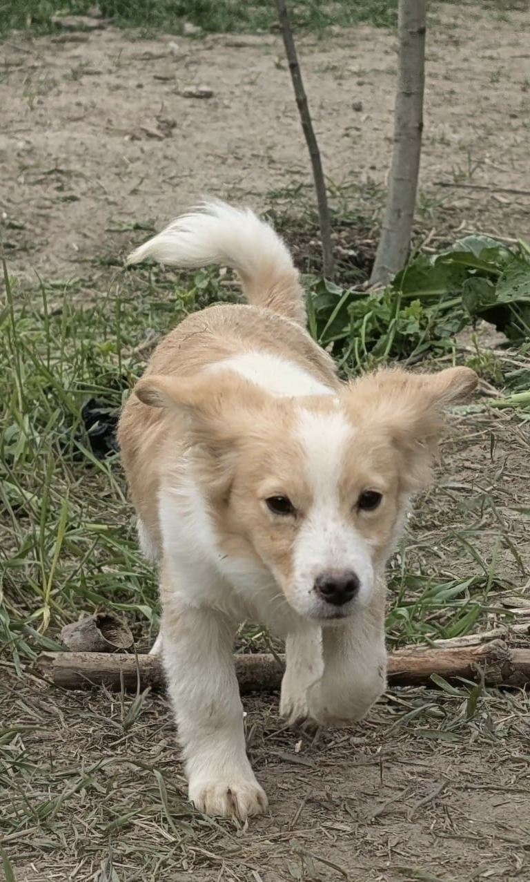 Benson