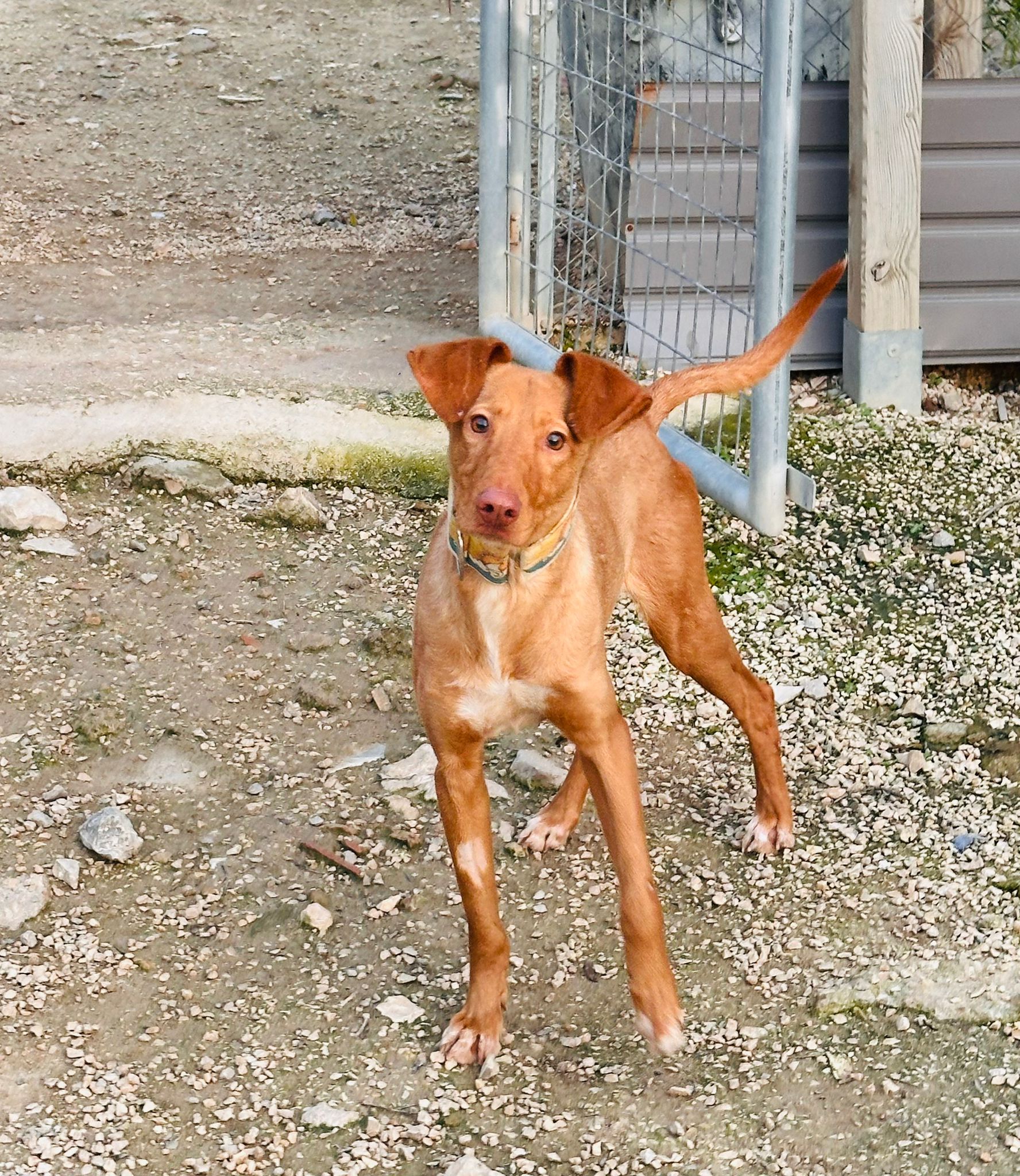 Zeus 1