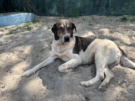 Gustav