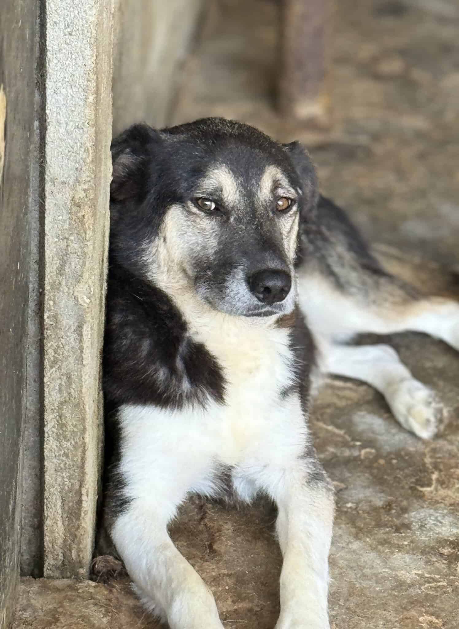Amos