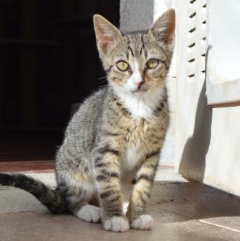 Kleiner Naseweis MIAU
