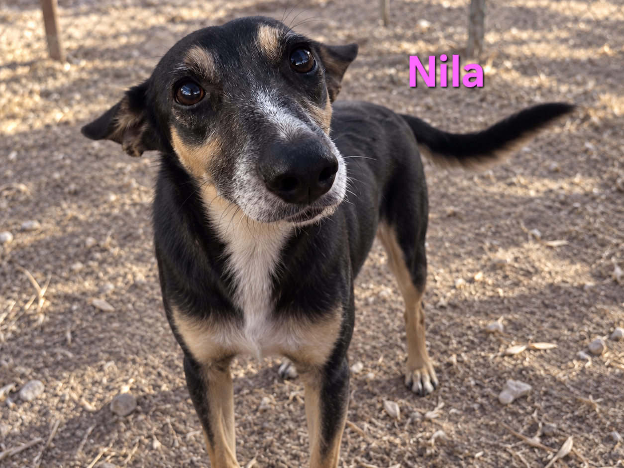 Nila
