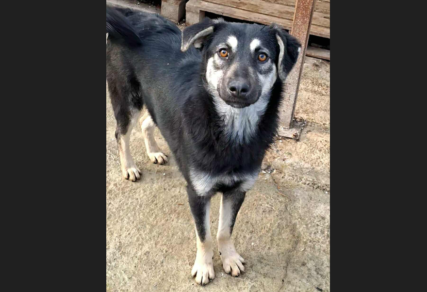 Nina🐾sanfte Junghündin