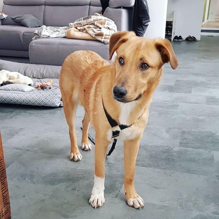 ELLIOT
