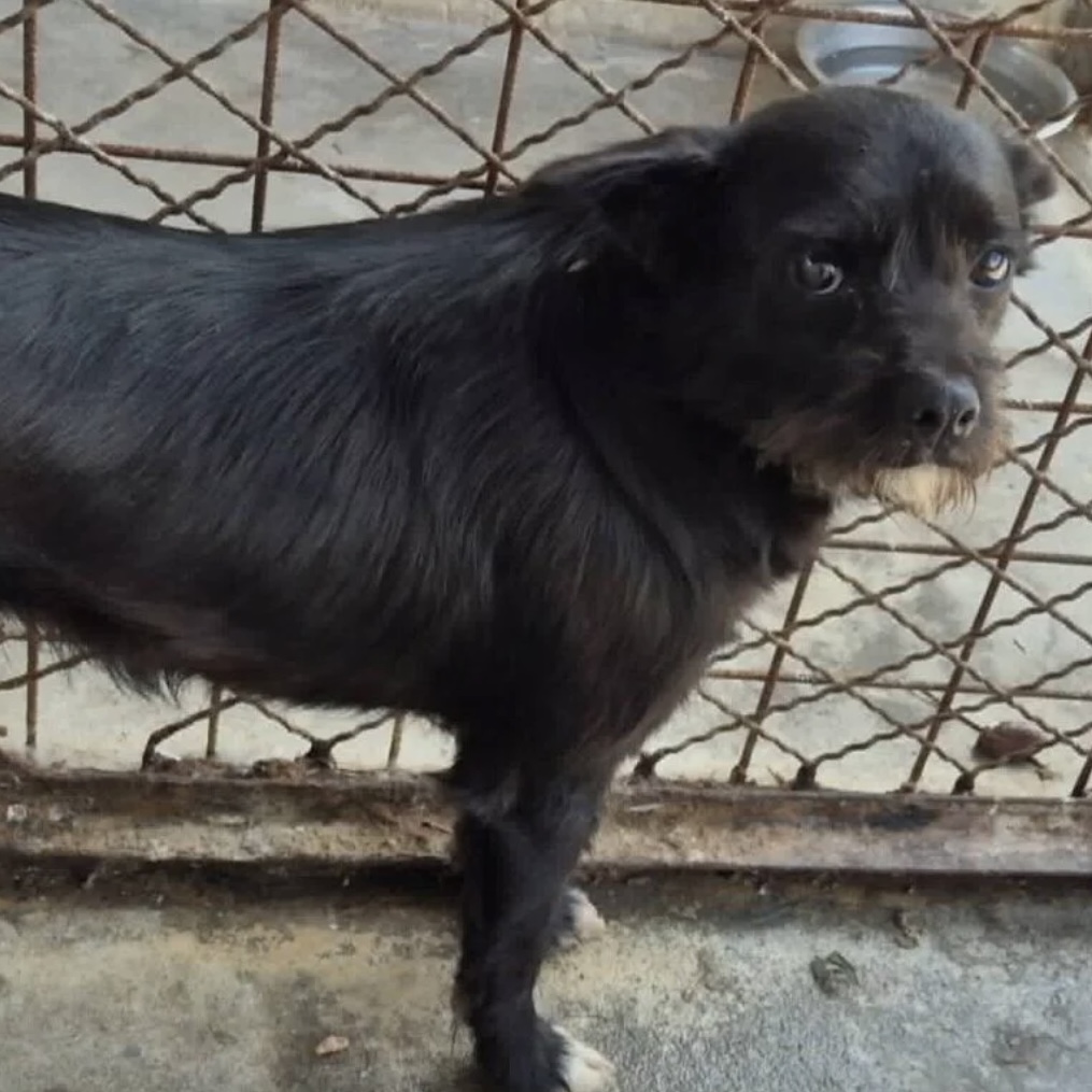 Myna