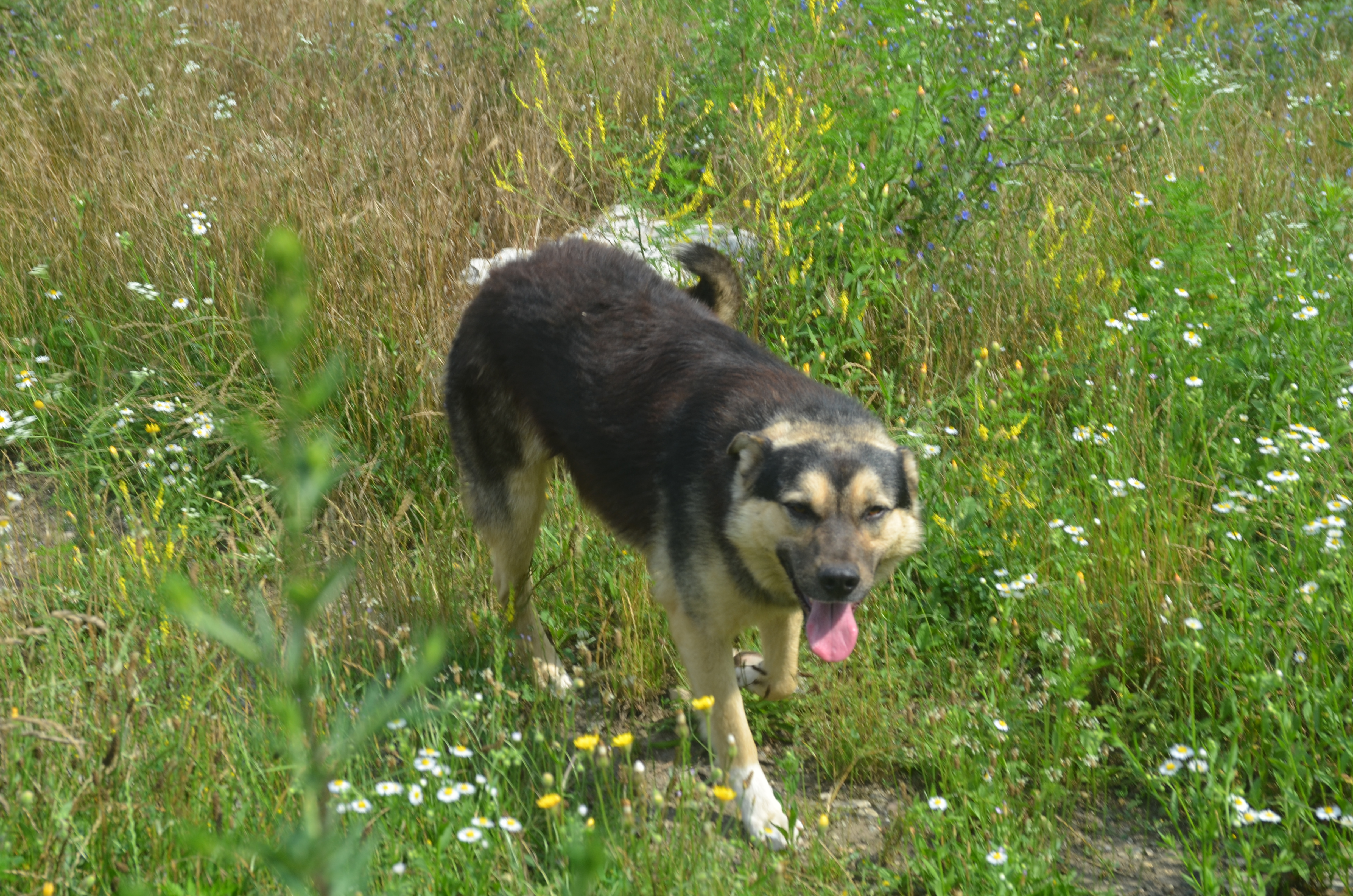 MYRKO