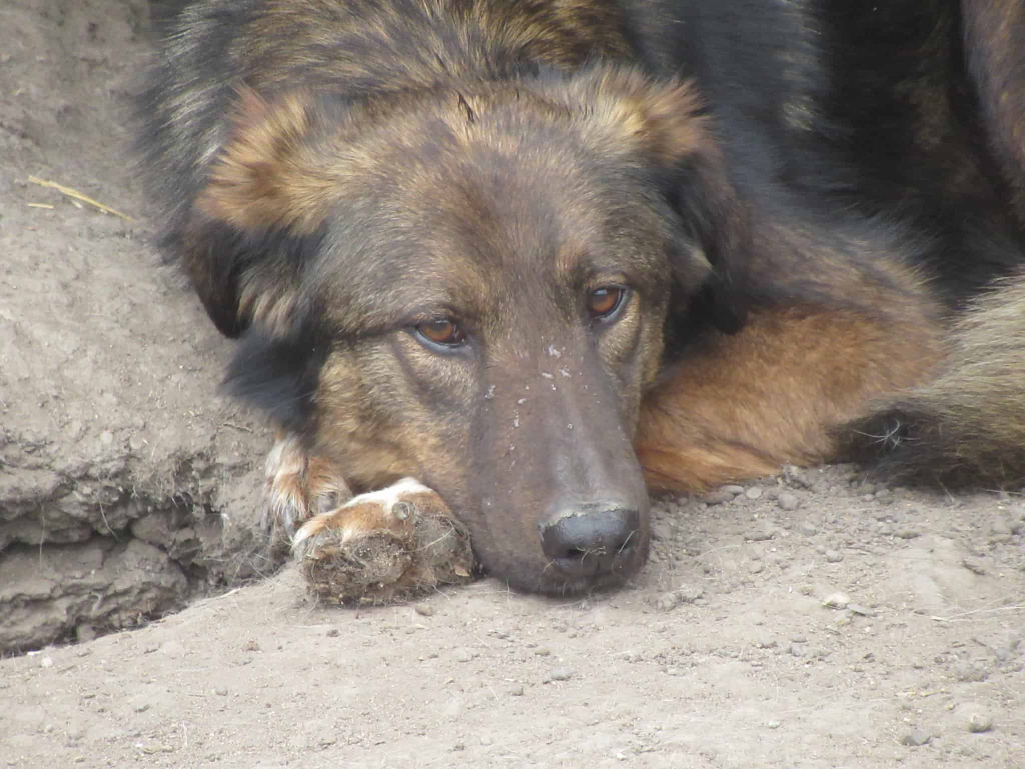 Nala, die Ruhige