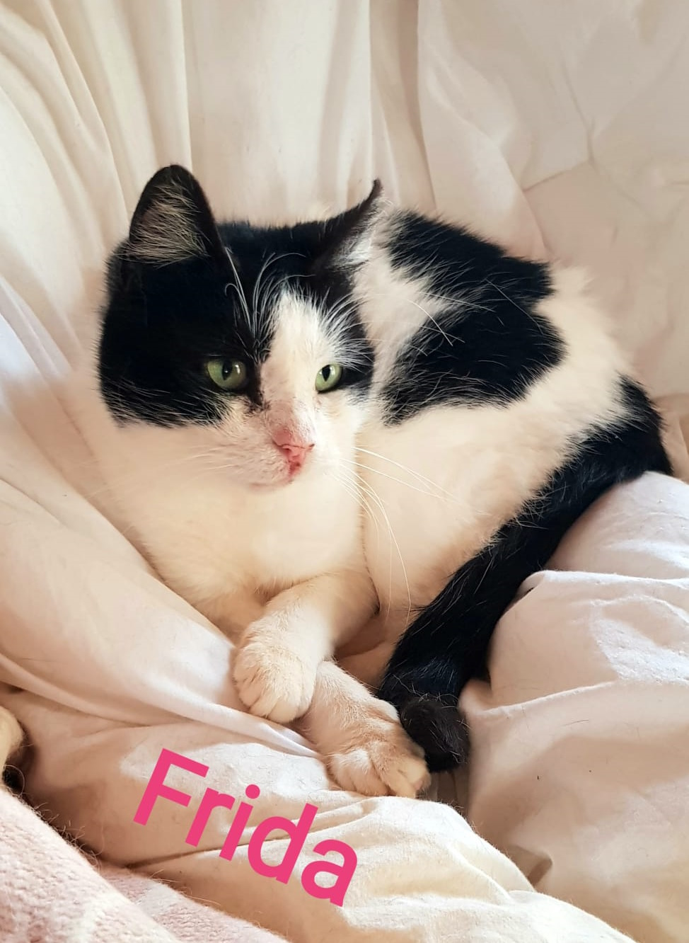 Frida