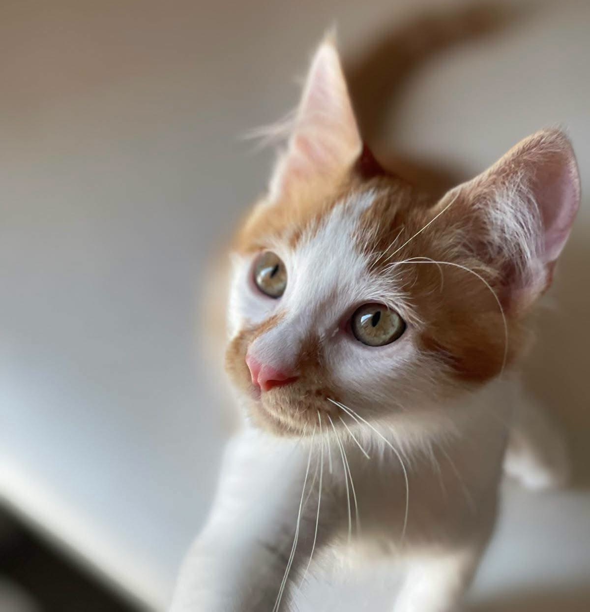 Nimbus