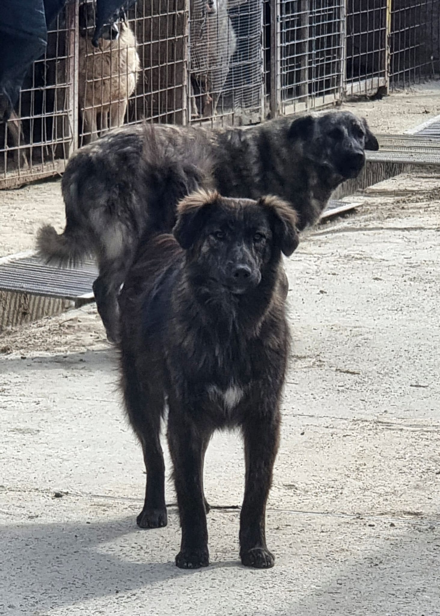 Akela 🐾