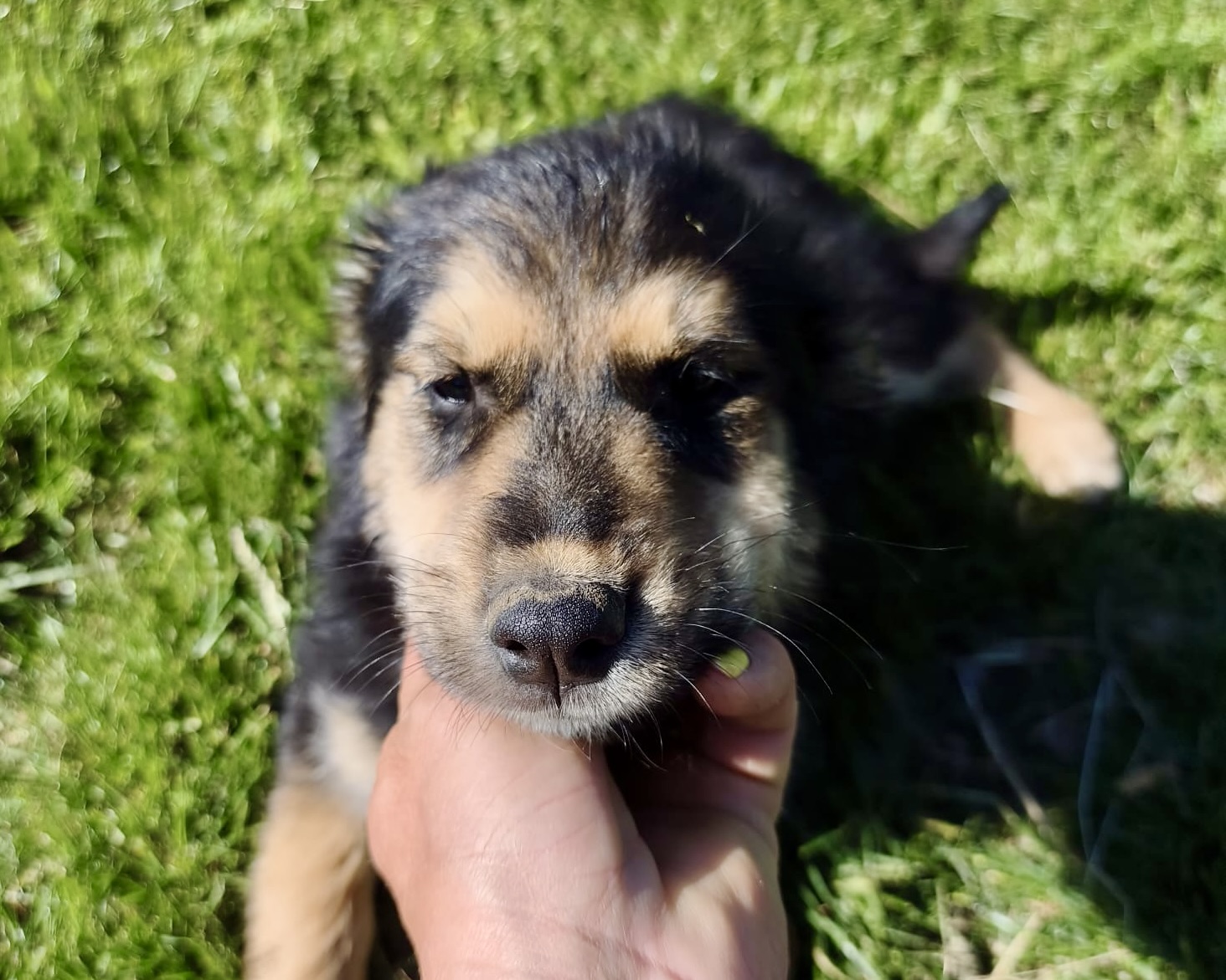 Bailey💕kleiner Kämpfer