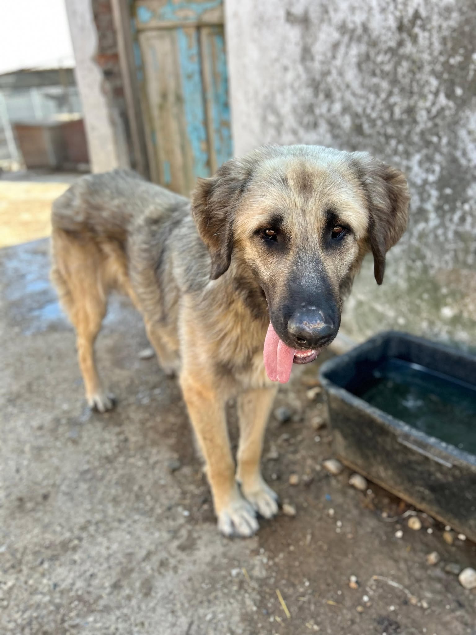 Tschaikowsky🐾großer Rüde