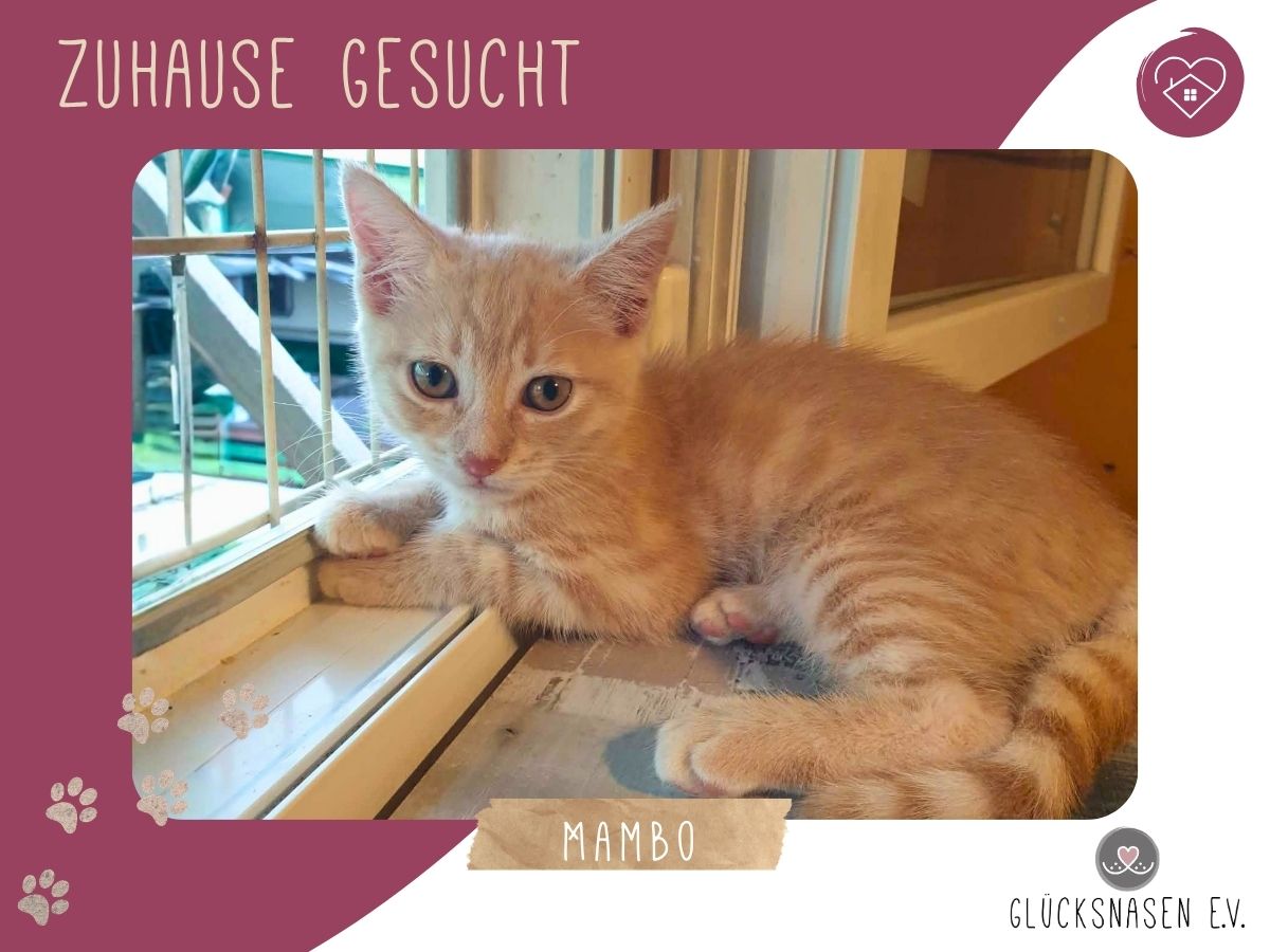Mambo möchte Dein Herz erobern