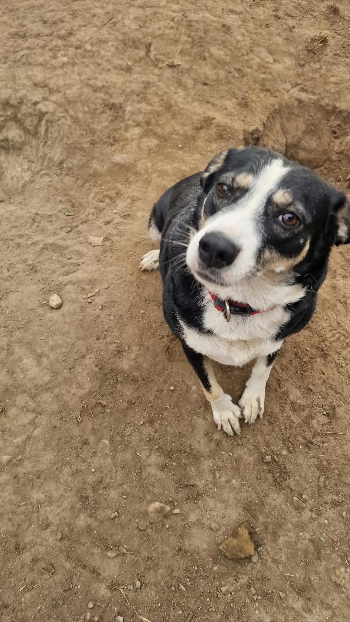 Cora