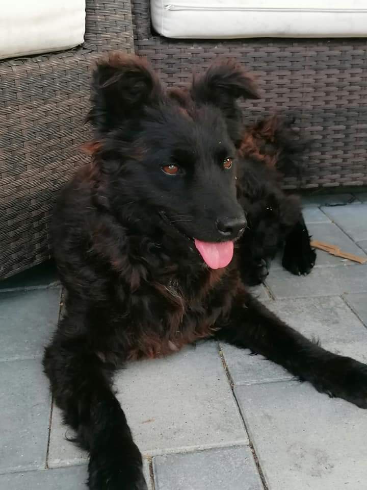 Tia